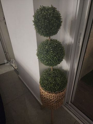עציצי נוי