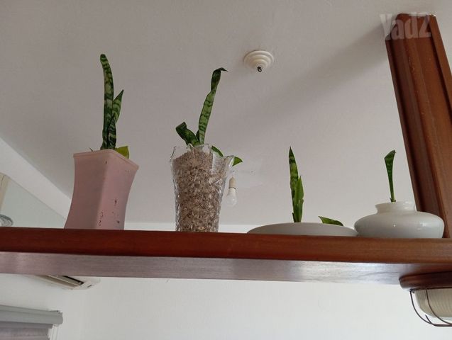 עציצים