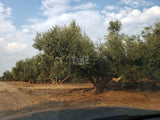 עצי זית