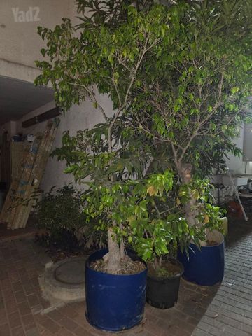 עצים