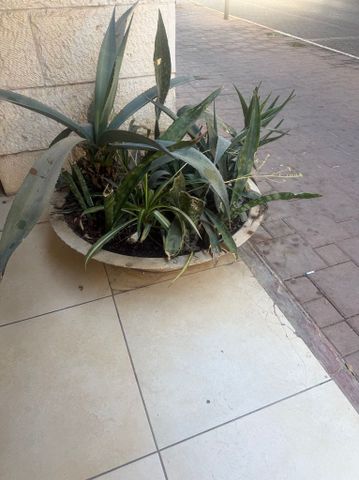 שתילים