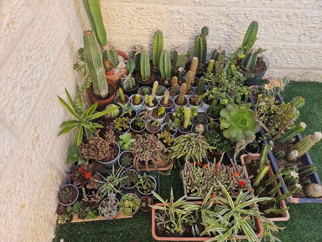 צמחים קקטוסים וסוקולנטים