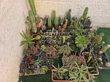 צמחים קקטוסים וסוקולנטים