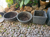 אדניות