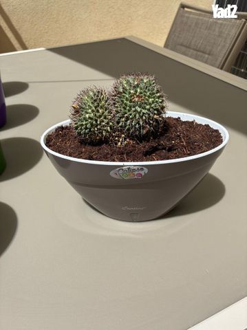 קקטוס