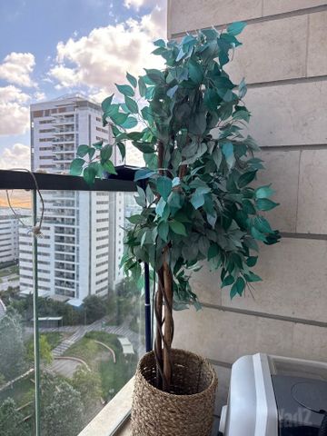 עציץ בננה
