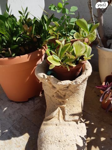 נעל ענקית לעציץ ועוד