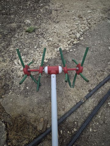 מנערות זיתים