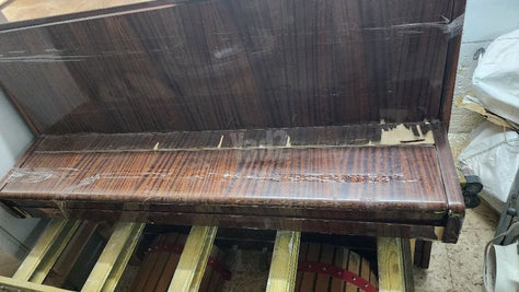 פסנטר
