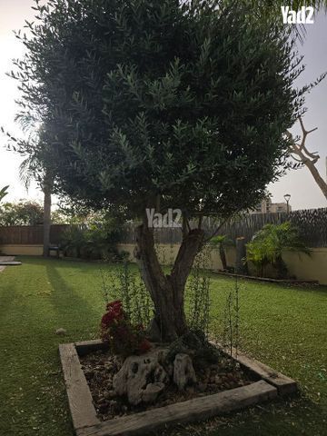עץ זית יפיוף
