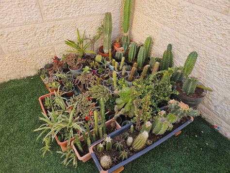 צמחים קקטוסים וסוקולנטים