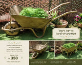 מריצה
