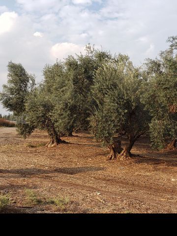 עצי זית