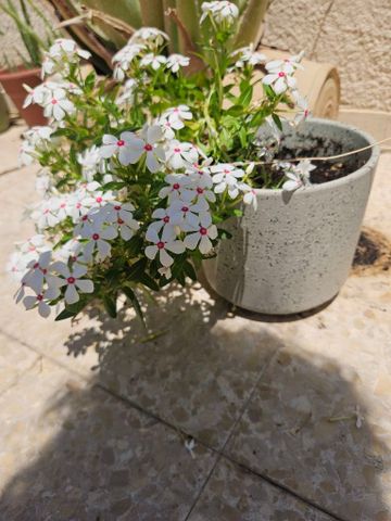 אגרטלים לשתילה