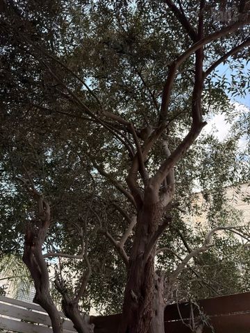 עץ זית למכירה