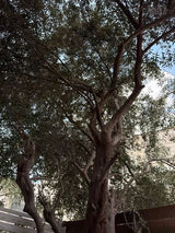 עץ זית למכירה