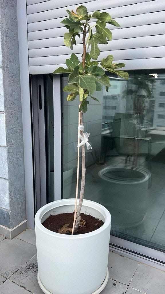 עץ תאנה