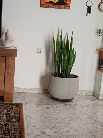 צמח סנסיוריה