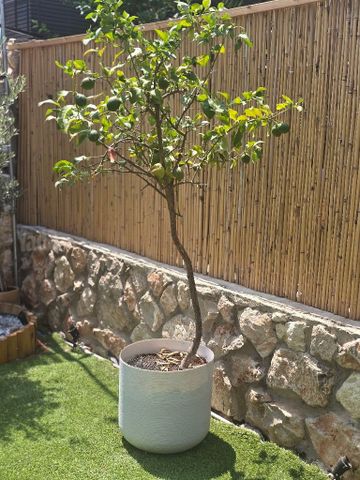 עצי פרי הדר.