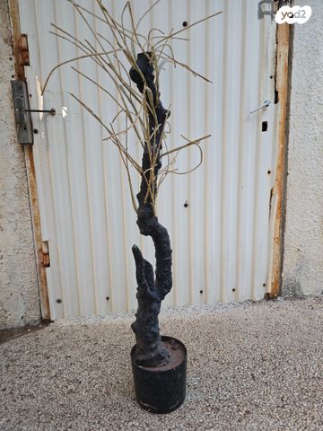 עץ מלאכותי צחיח, גובה 1 מטר