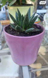 עצים מיוחדים ויפים