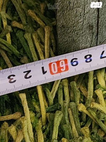 תמונה דייג לילי באנטיב