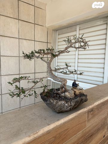 עץ בונסאי