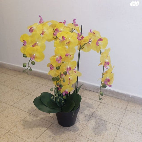 צמח פלסטיק