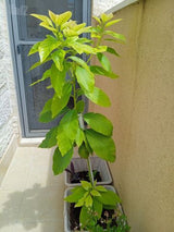 עציצים