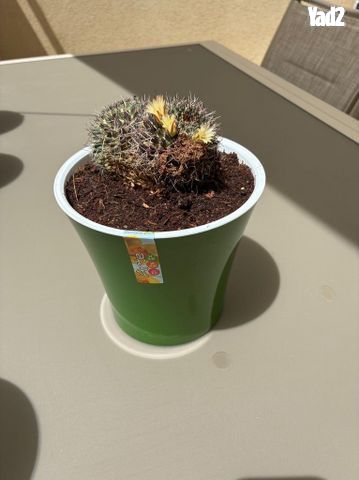 קקטוס