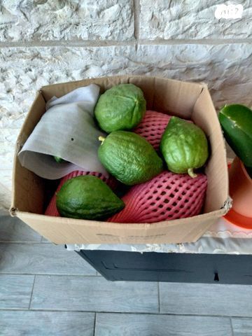 עץ אתרוג אפשרות הובלה ושתילה