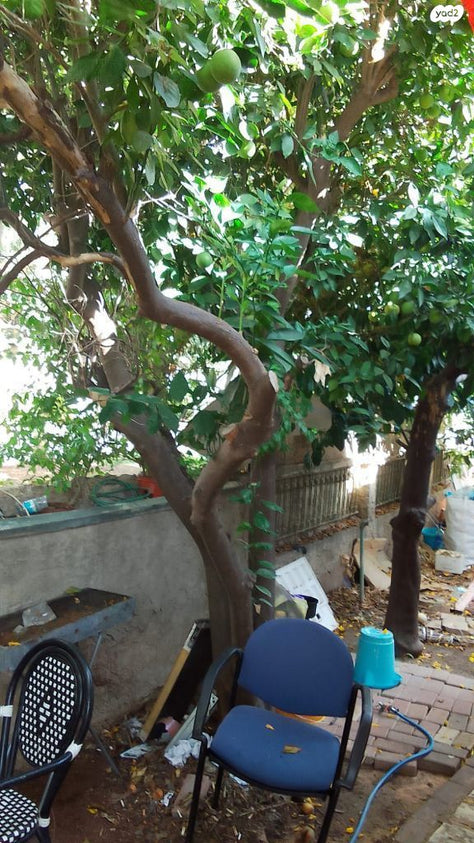 עצי פרי