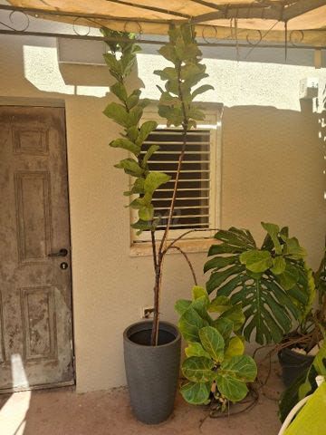 עציצים