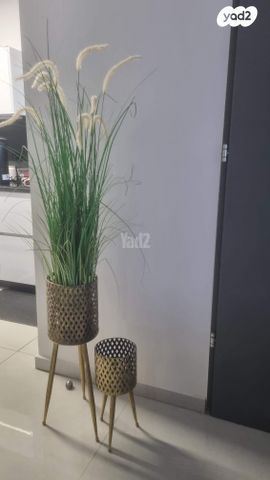 זוג עציצים