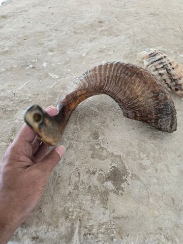 שופרות