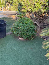 עציצים