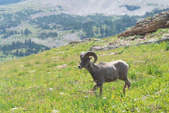 Sony A7rii  (14,650 Shutter)