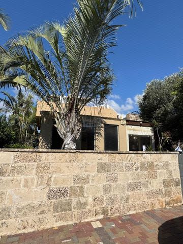 עץ מנגו מאיה