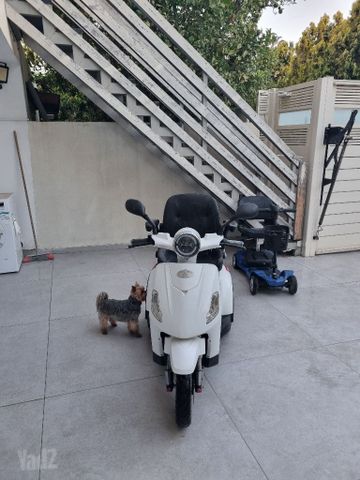 קלנועית