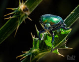 עדשת 100mm 2.8 macro rf