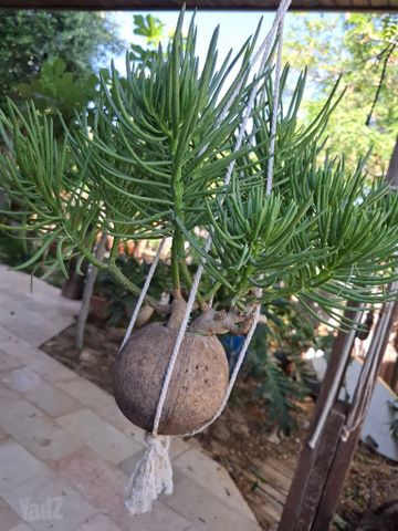 סביון הימלאיה,בונסאי בקוקוס.