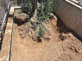 עץ זית
