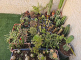 צמחים קקטוסים וסוקולנטים