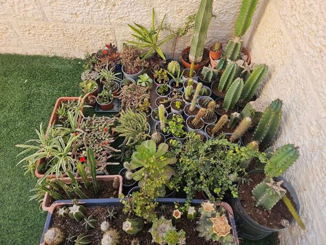 צמחים קקטוסים וסוקולנטים