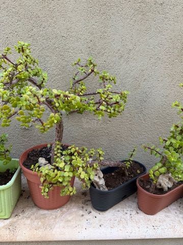 עץ כסף/בונסאי