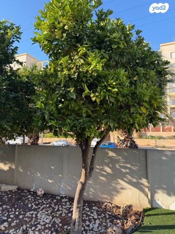 עצי פרי הדר