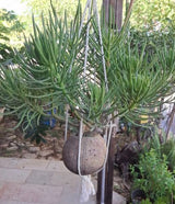 סביון הימלאיה,בונסאי בקוקוס.