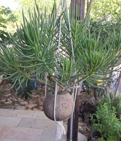 סביון הימלאיה,בונסאי בקוקוס.