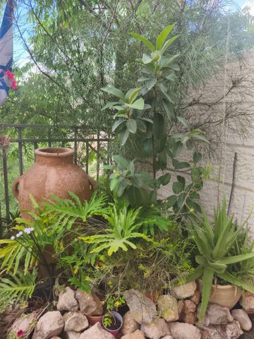 צמחי גינה
