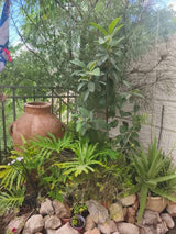 צמחי גינה